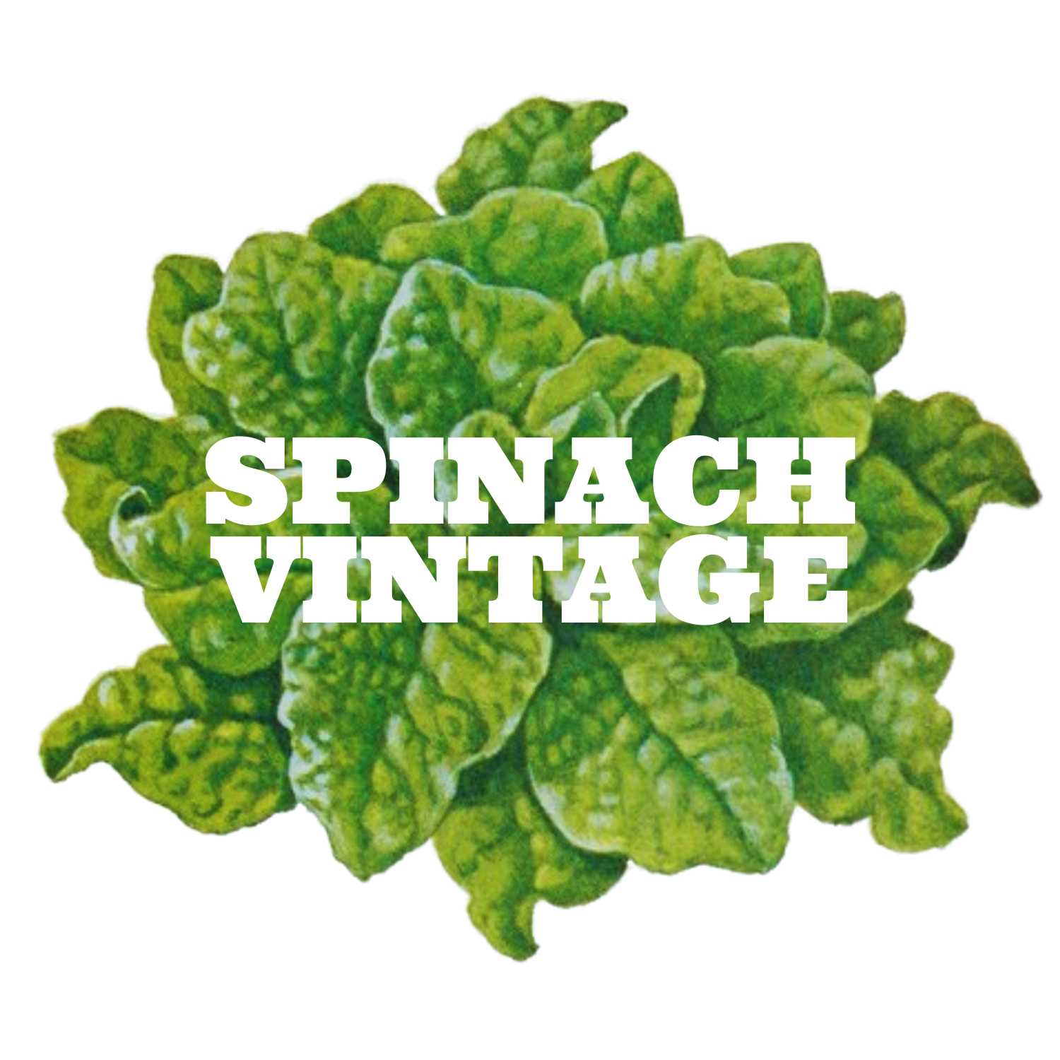 Spinach Vintage