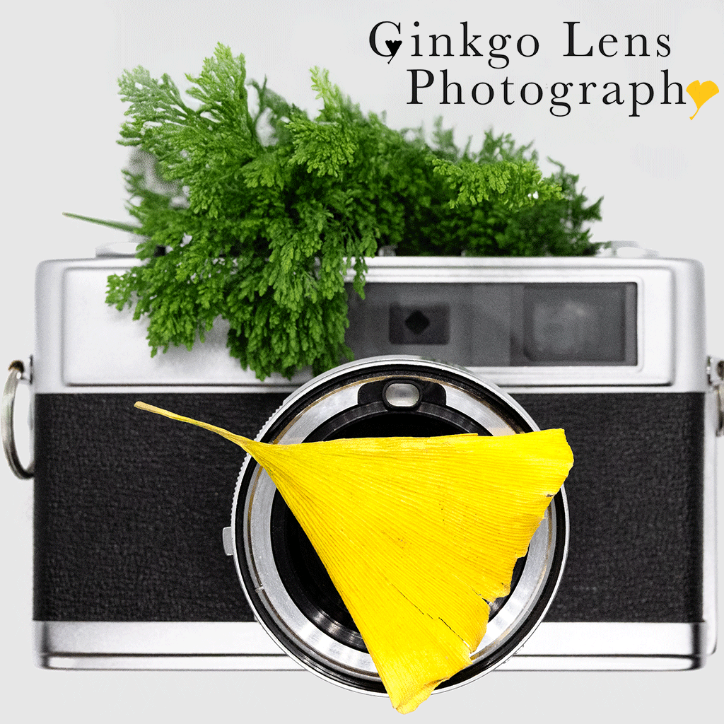 Ginkgo Lens Photography